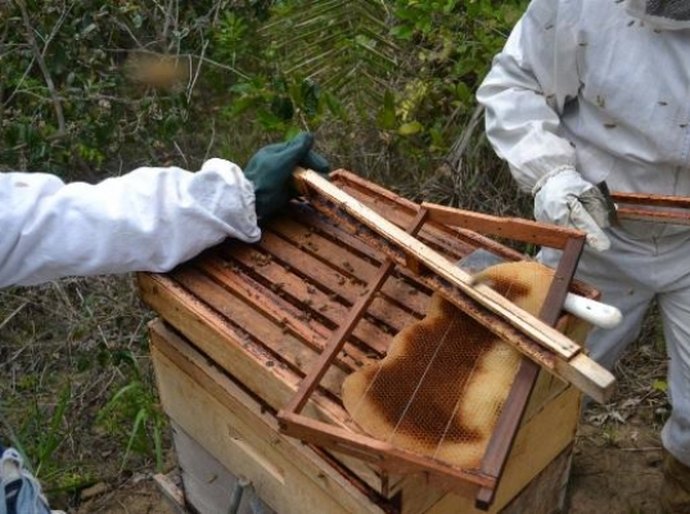 Rastreabilidade da própolis vermelha favorece indicação geográfica