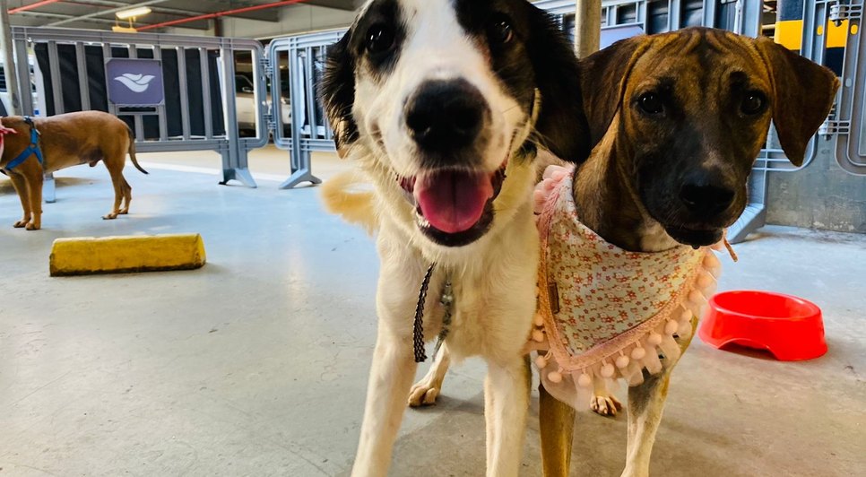 Cerca de 70 animais filhotes e adultos, estarão à espera de um novo lar / Foto: Foto: Divulgação