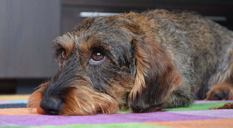 cachorro_deitado.jpg / Foto: EBC