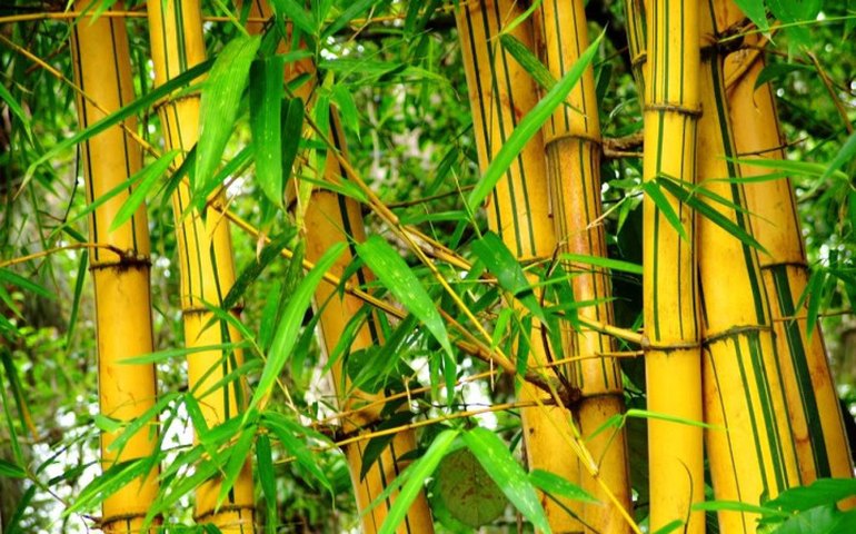 Comissão debate regulamentação da Política Nacional do Bambu