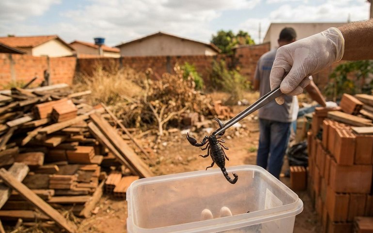 Picadas de escorpião crescem 350% no Brasil e chegam a 1,7 milhão em 12 anos