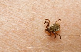 Especialista tira dúvidas sobre febre maculosa