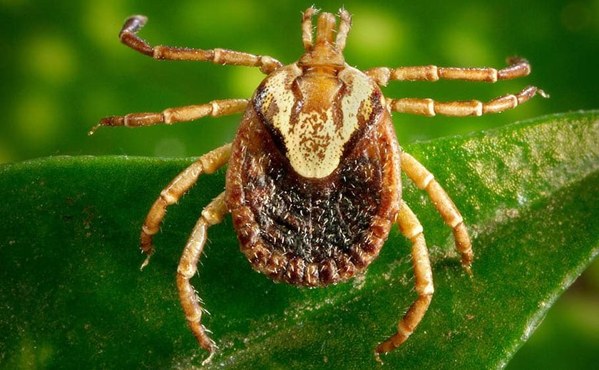 Prefeitura confirma um caso de febre maculosa em Aracaju