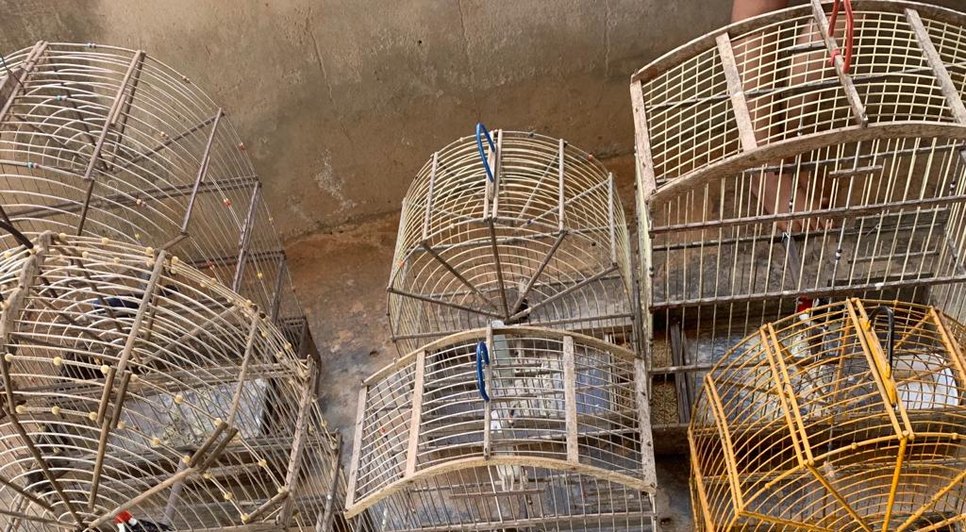 Cerca de vinte pássaros silvestres são resgatados de cativeiros ilegais em Sergipe