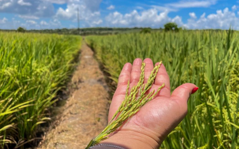 Plano Safra 2025/26 terá R$ 594,4 bilhões em recursos para agricultura empresarial e familiar