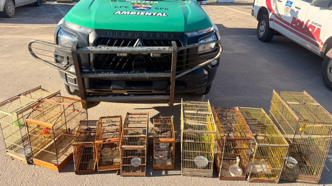 Armas de fogo e centenas de animais silvestres são apreendidos em operações do Batalhão de Polícia Ambiental