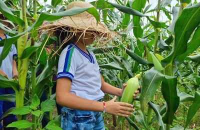 Milho produzido na Escola de Arapiraca é utilizado na merenda dos estudantes
