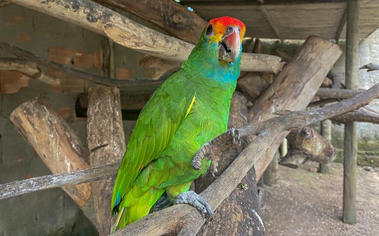  Papagaios ameaçados de extinção chegam a Alagoas para reintrodução na natureza 