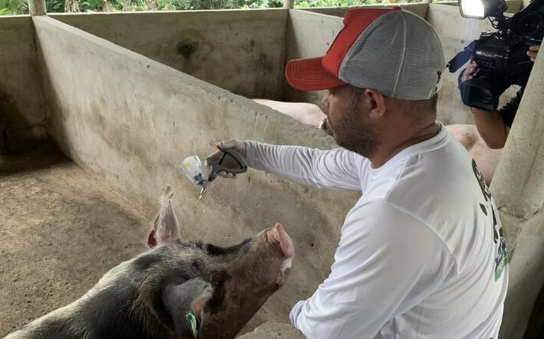 Alagoas vacina mais de 110 mil animais contra peste suína