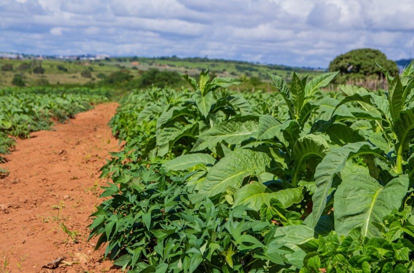 Arapiraca Agroshow: credenciamento para a imprensa já está aberto