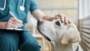 Aracaju oferta exames gratuitos para cães nesta sexta-feira; confira local de atendimento