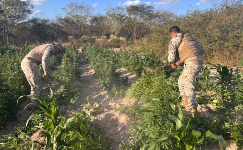 Em operação integrada, SSP e MP apreendem mais de 25 mil pés de maconha em Canapi