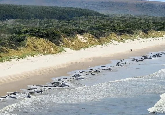 Autoridades encontram 230 baleias encalhadas na Austrália e temem morte delas