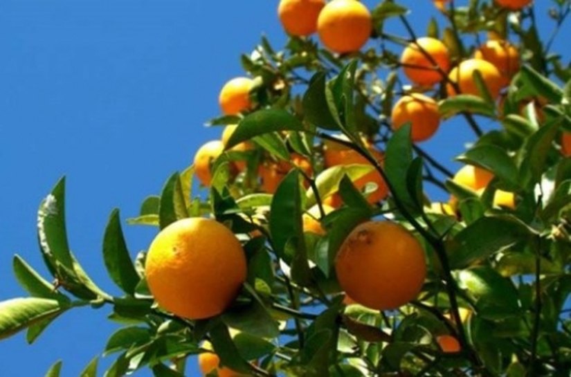 União dos Palmares sedia II Seminário de Fruticultura do Vale do Mundaú