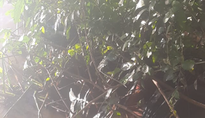 Suspeito de matar e enrolar madrasta com saco plástico em Brejo Grande é preso