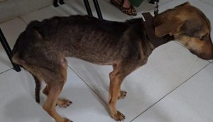 capa-cachorro.jpg