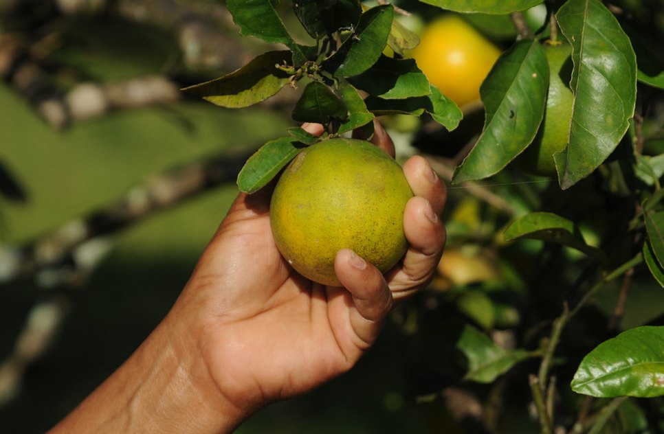 Laranja/Mão Amiga 