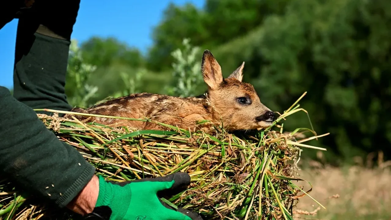 Conheça a 'Salve o Bambi', uma campanha na Bélgica que resgata cervos filhotes em perigo