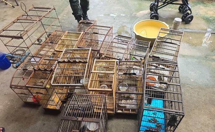 As aves foram encaminhadas à sede do Ibama para avaliação técnica e posterior devolução ao habitat natural