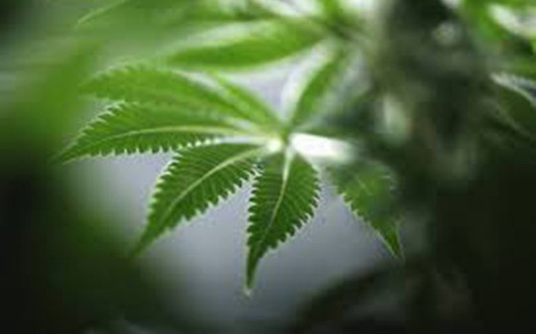 PPS entra com ação para assegurar uso da maconha