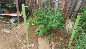 Pé de maconha / Foto: Polícia 9º Batalhão