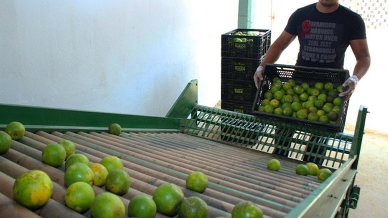 Murici ganha primeira unidade demonstrativa de banana e laranja