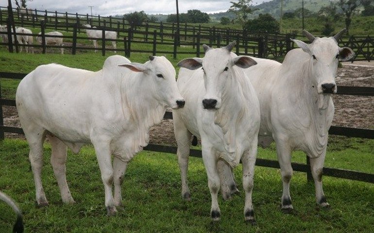 Campanha de vacinação contra aftosa será lançada nesta 4ª feira