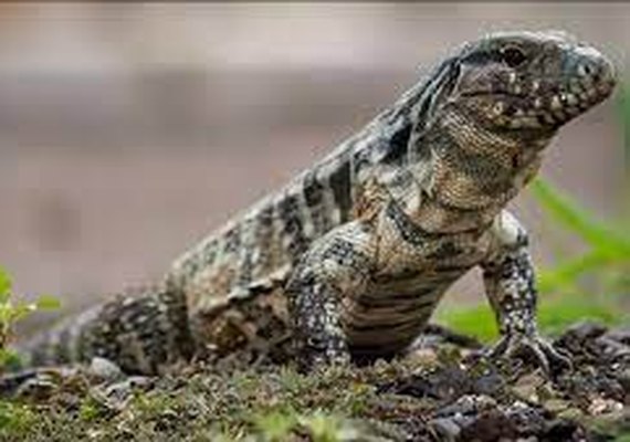 Lagarto descoberto no Peru é batizado em homenagem a vocalista do Iron Maiden