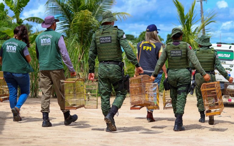 Batalhão Ambiental da PM resgata mais de 3.700 animais silvestres mantidos em cativeiro em 2024
