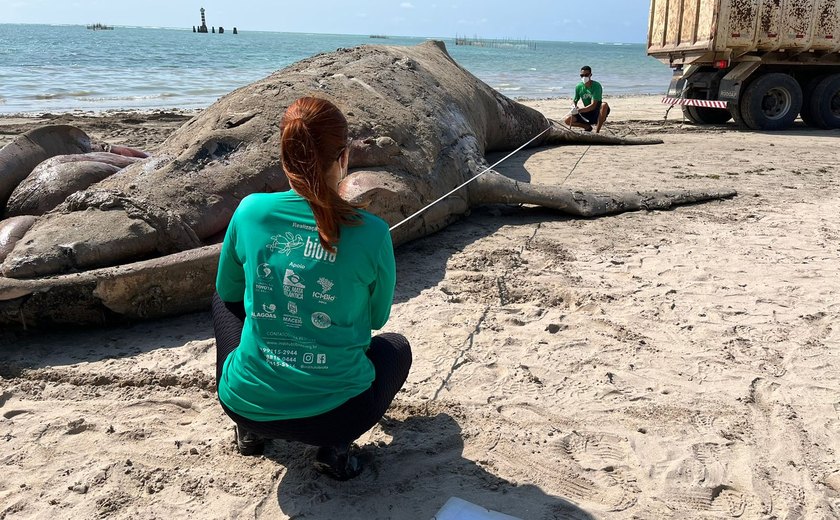 Baleia jubarte é encontrada morta em Maceió; é a quarta achada sem vida no litoral alagoano