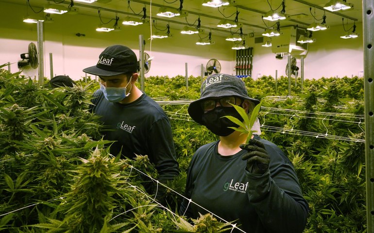 Anvisa autoriza cultivo de cannabis medicinal para empresas, associações e pesquisa