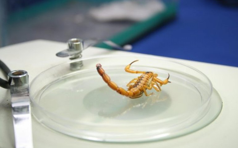 Duas novas espécies de 'escorpião fake' são encontradas na Austrália