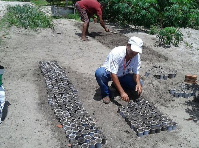 Secretaria de Agricultura de Penedo cultiva Crotalária para combater o mosquito Aedes Aegypti
