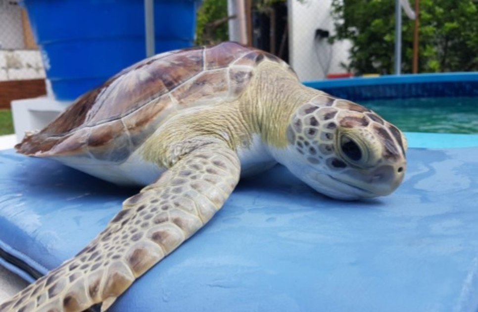 TARTARUGA COM MANCHA ÓLEO / Foto: Assessoria de Imprensa