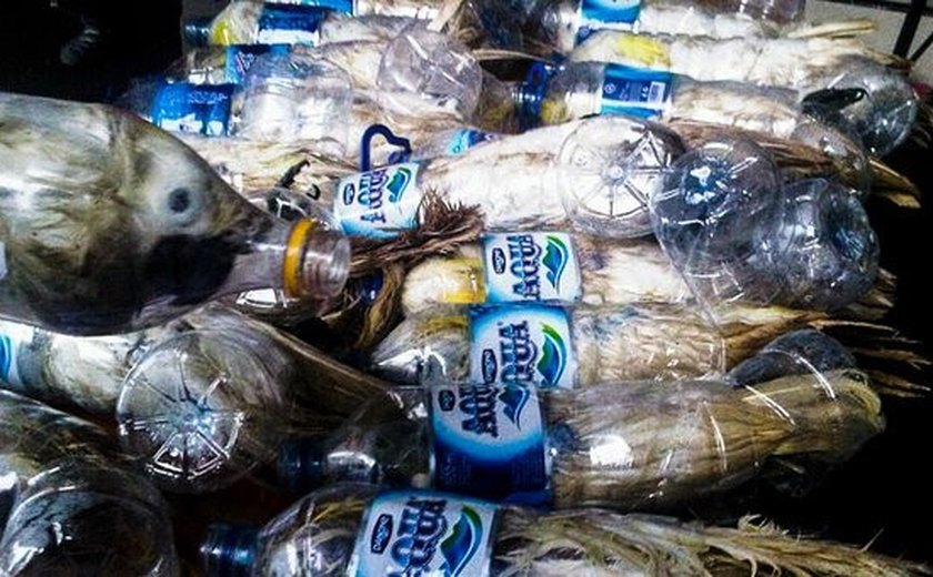 Combate ao tráfico de animais silvestres pela biodiversidade