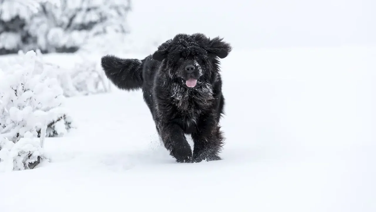 Do labrador ao terra-nova: você conhece os cães originários do Canadá?