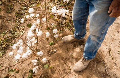 Garantia-Safra: agricultor pode consultar benefício pela internet