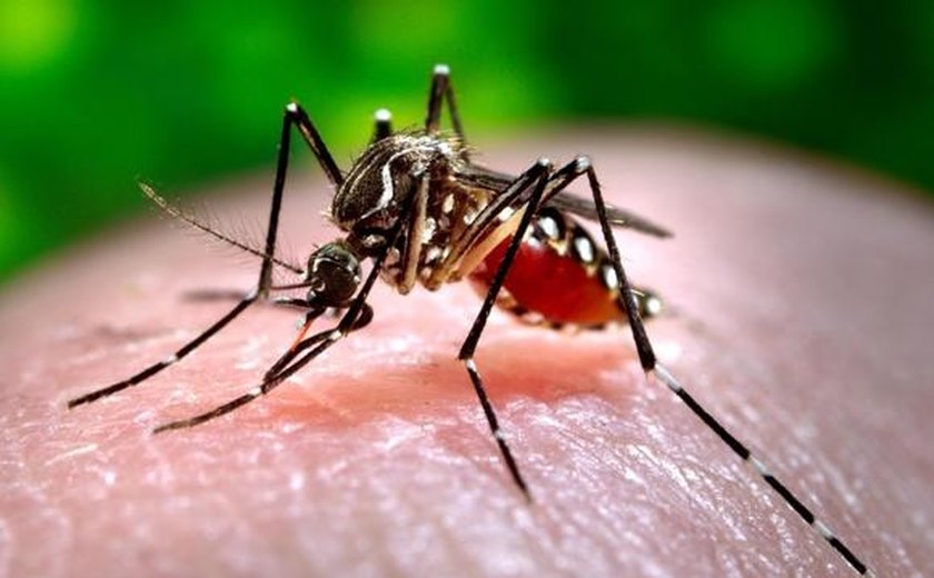 Amostras da febre Chikungunya dão negativas em Alagoas