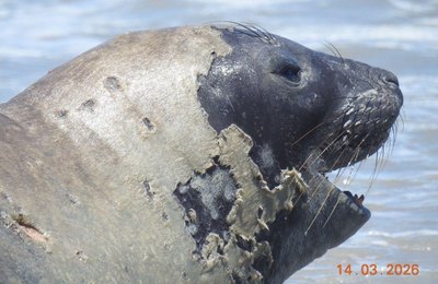 Banhistas devem manter distância de elefante-marinho que chegou à praia de Maceió