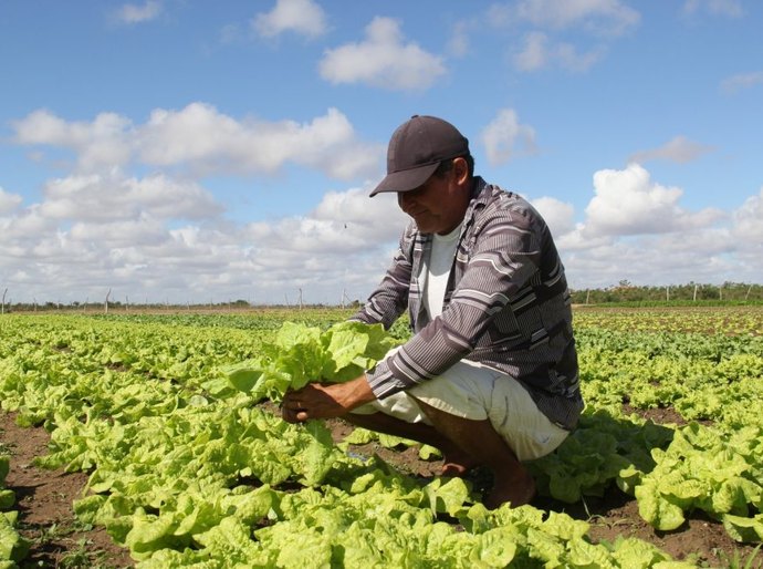 Arapiraca Agroshow: Prefeitura lança feira que coloca o município no calendário agro nacional