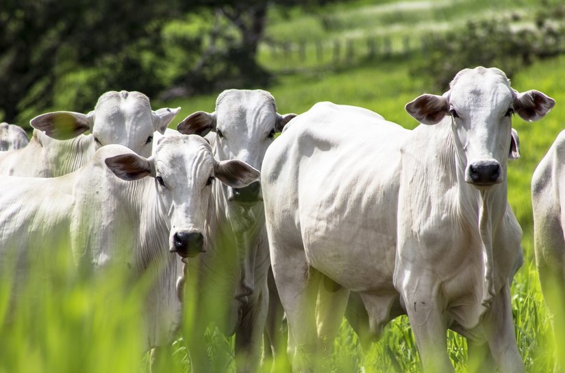 ICC Nutrição Animal conquista certificação de Empresa Amiga do Bem-Estar Animal