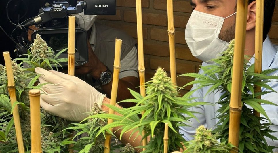 Cannabis sendo cultivada para uso médico. Fonte: Internet