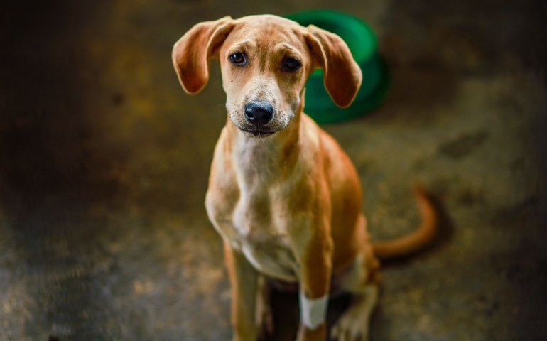 Desde seu retorno, projeto Meu Amigo Pet já evitou mais de 3 mil filhotes nas ruas