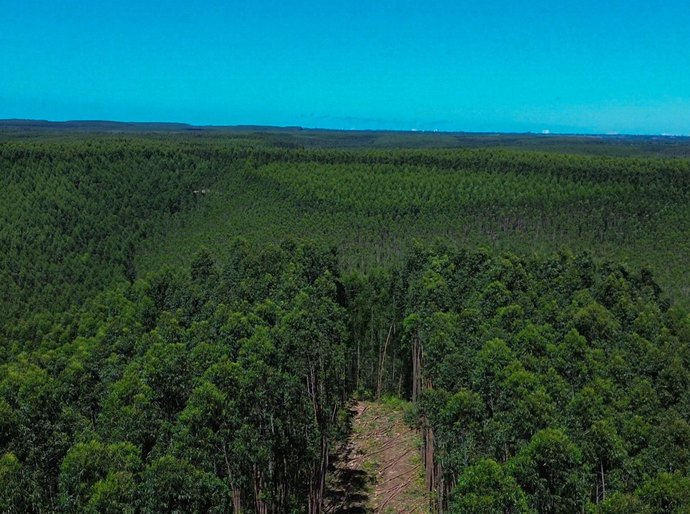 Alagoas expande áreas de florestas plantadas com eucalipto