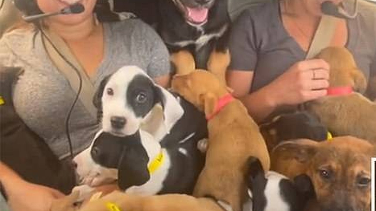 Ativista norte-americana resgata 27 cachorros de avião que seriam sacrificados