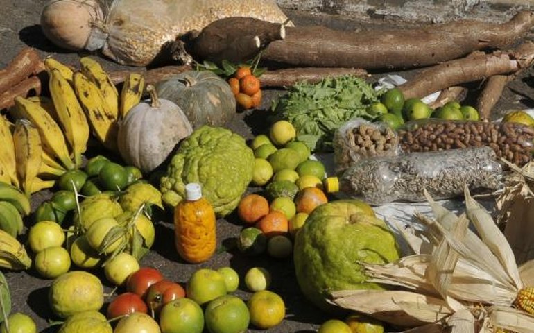 Dilma: governo destina R$ 21 bilhões para financiar a agricultura familiar