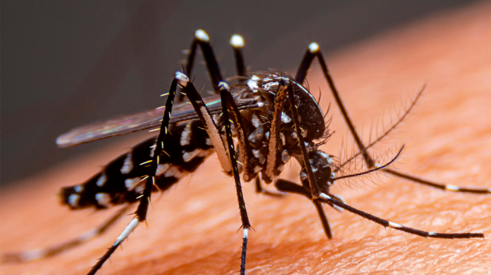 Brasil ultrapassa 1.000 mortes por dengue em 2025
