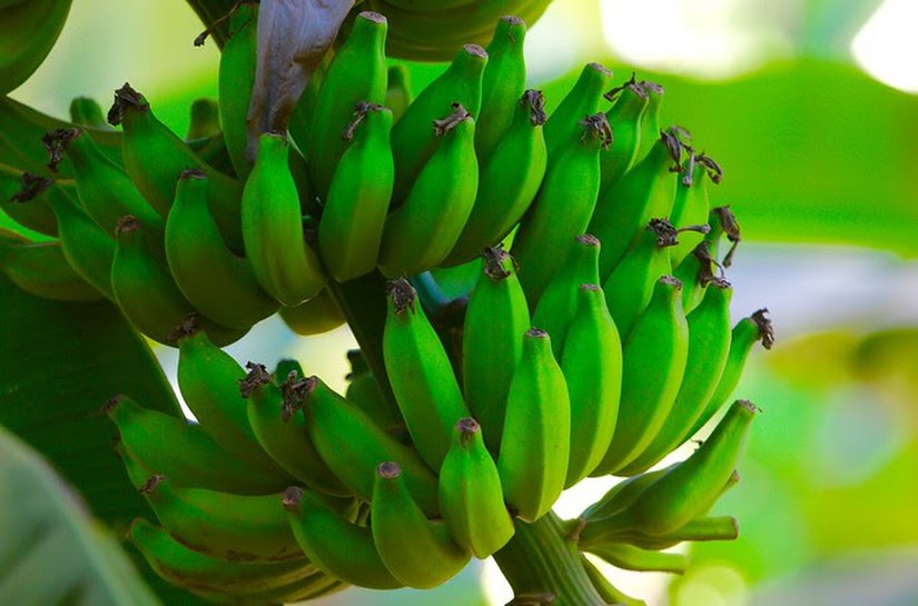 PIB agropecuário do Nordeste cresce 6,5% em 2025 e supera R$ 135 bilhões
