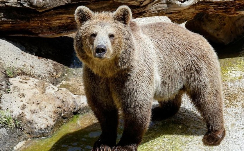 Duas pessoas são mortas após ataque de urso pardo em parque no Canadá