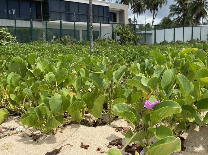 Licenciamento ambiental e preservação da restinga são tema de palestra gratuita em Maceió